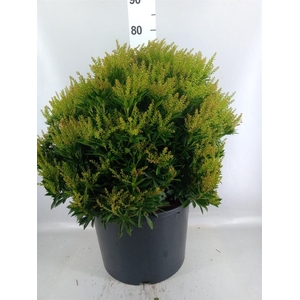 Pieris japonica 'Prelude'