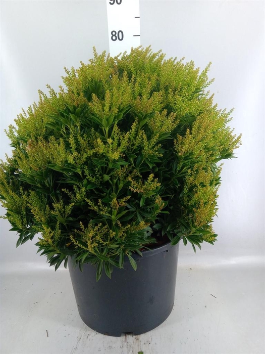 <h4>Pieris japonica 'Prelude'</h4>