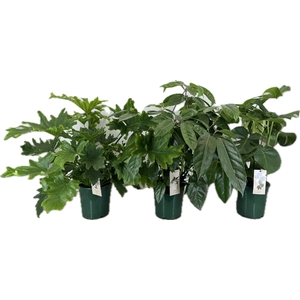 Groene planten mix p21 Monstera, Philodendron, Schefflera