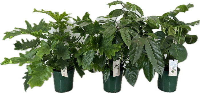<h4>Groene planten mix p21 Monstera, Philodendron, Schefflera</h4>