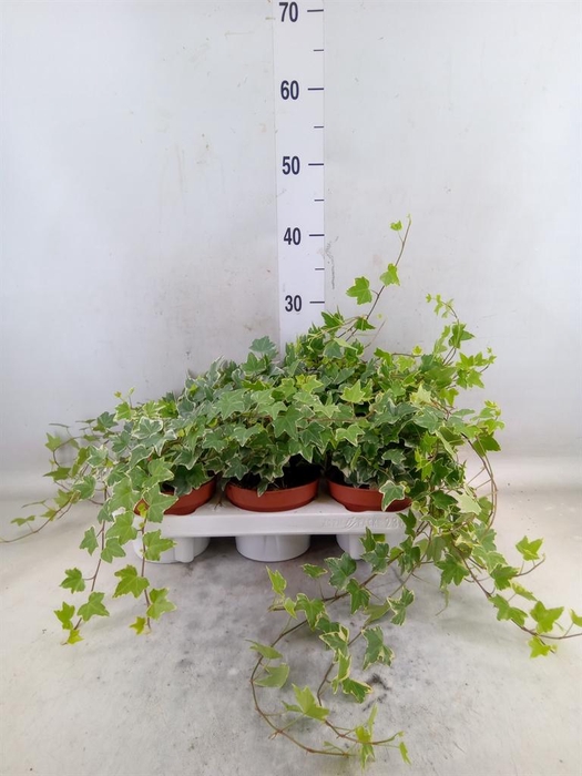 <h4>Hedera helix 'Eva'</h4>