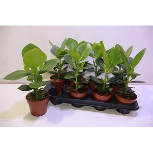 arr8 Clu Ro Princess