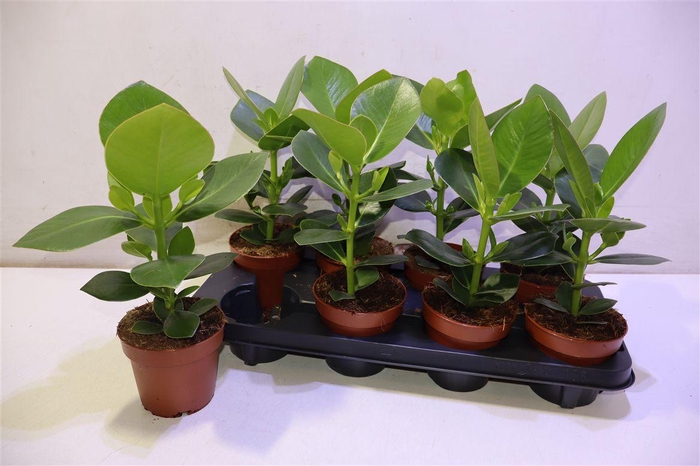 <h4>arr8 Clu Ro Princess</h4>