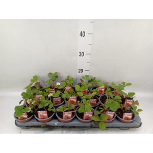 Fragaria ananassa 'Ostara'