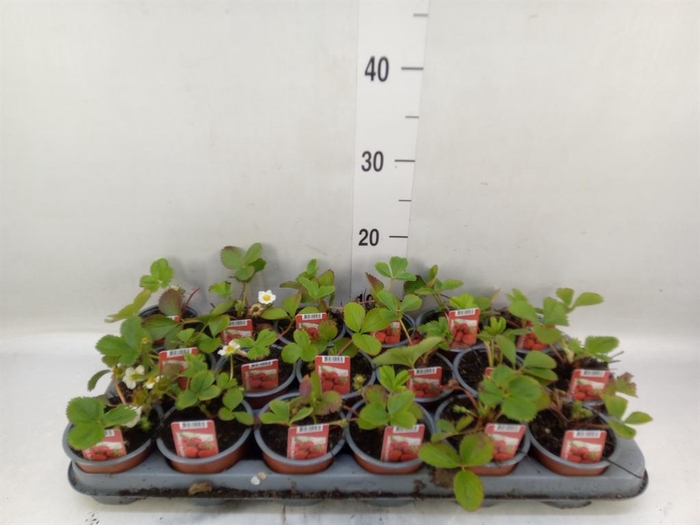 <h4>Fragaria ananassa 'Ostara'</h4>