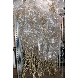 Corylus Avellana Contorta 30 X 80cm