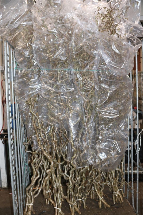 <h4>Corylus Avellana Contorta X5 200cm</h4>