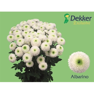 Chr T Albarino