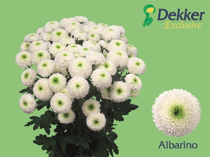 <h4>Chr T Albarino</h4>