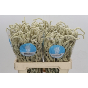 Amaranthus Yearming Desert