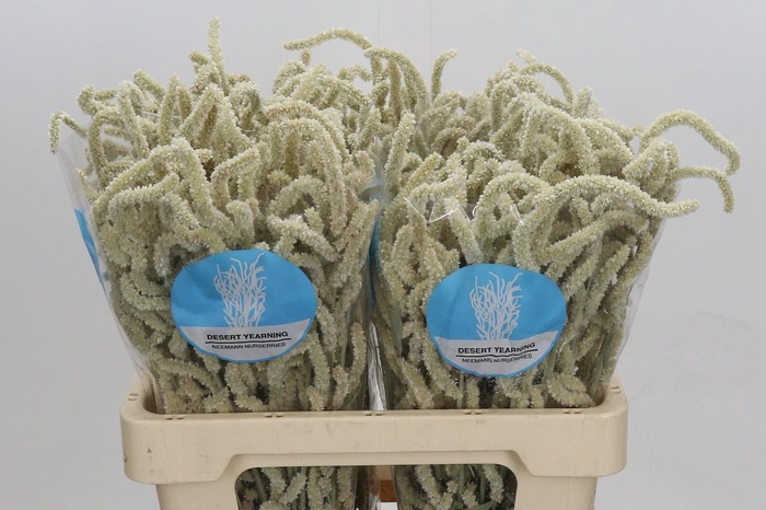 <h4>Amaranthus Yearming Desert</h4>