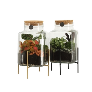 90836: Terrarium arrangement