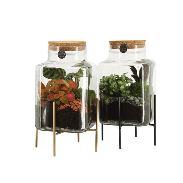 <h4>90836: Terrarium arrangement</h4>