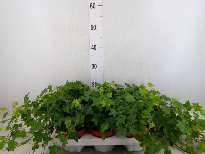 <h4>Hedera   ...green leafed</h4>