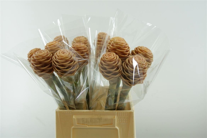 <h4>Shampoo Ginger (sr)</h4>