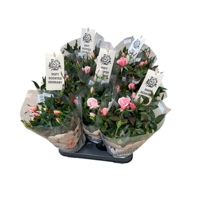 ROSA-HYBRID p10.5 Aroma