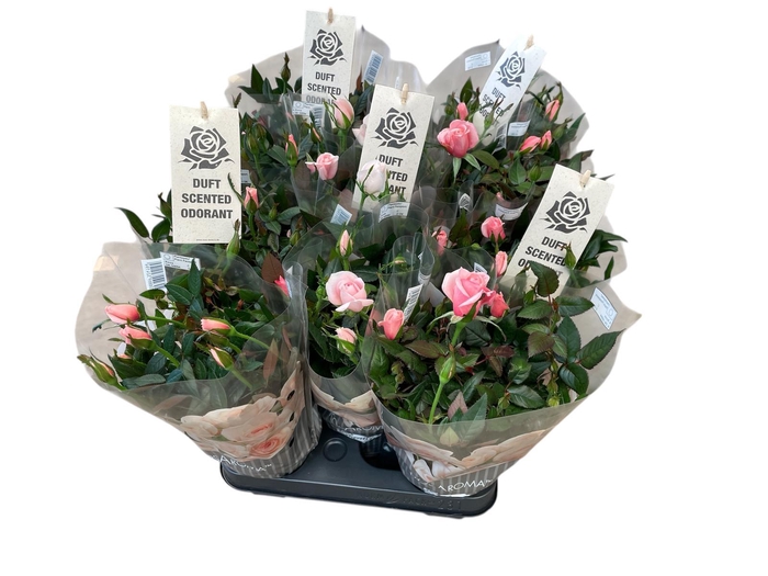 <h4>ROSA-HYBRID p10.5 Aroma</h4>