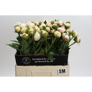 Paeonia L Snow Mountain