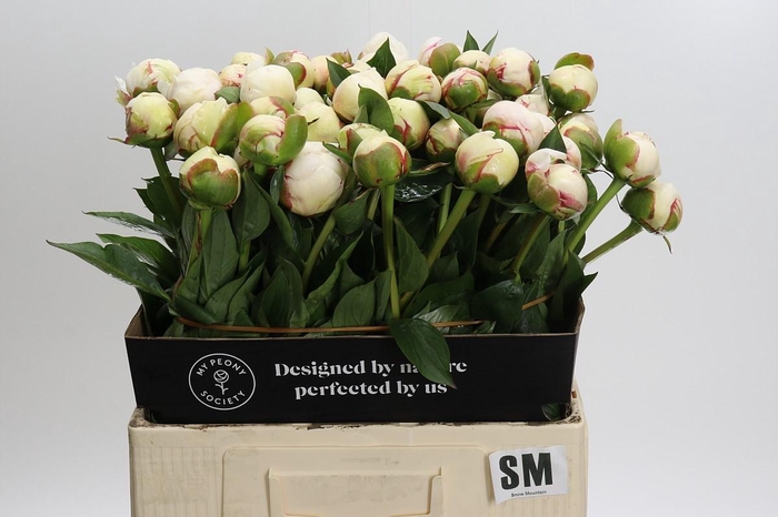 <h4>Paeonia L Snow Mountain</h4>