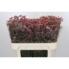 Limonium China Red