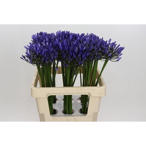 Agapanthus Uri
