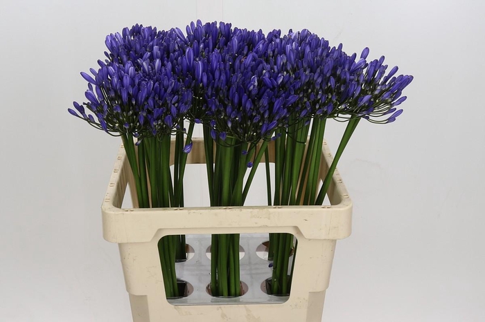Agapanthus Uri