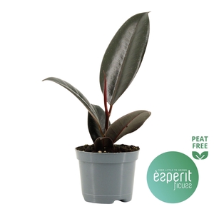 Ficus elastica Abidjan