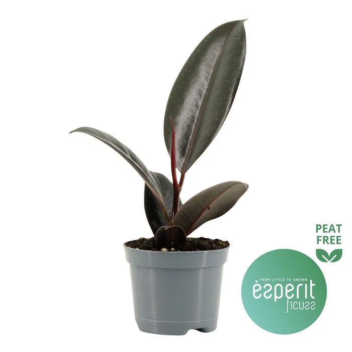 <h4>Ficus elastica Abidjan</h4>