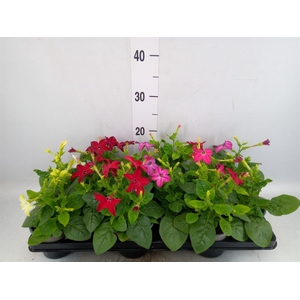 Nicotiana   ...mix
