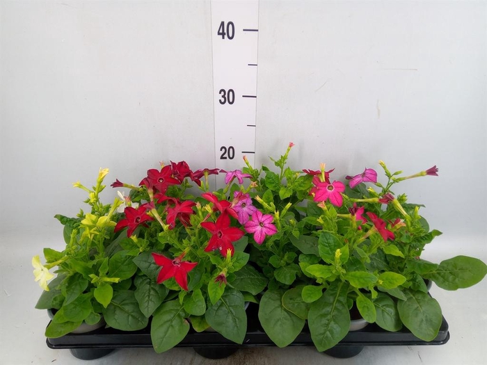 <h4>Nicotiana   ...mix</h4>