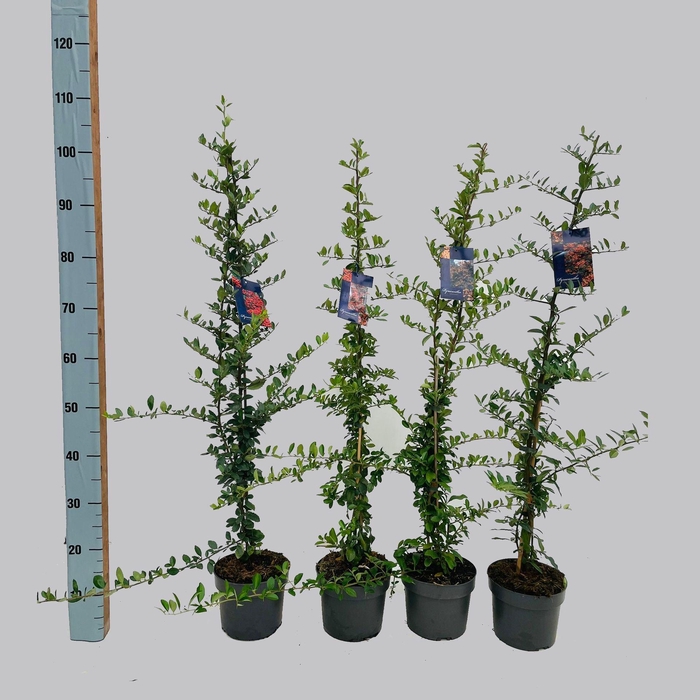 <h4>Pyracantha</h4>