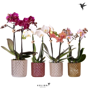 Kolibri Orchids Phalaenopsis mix 2 spike in Diamond pearl mix