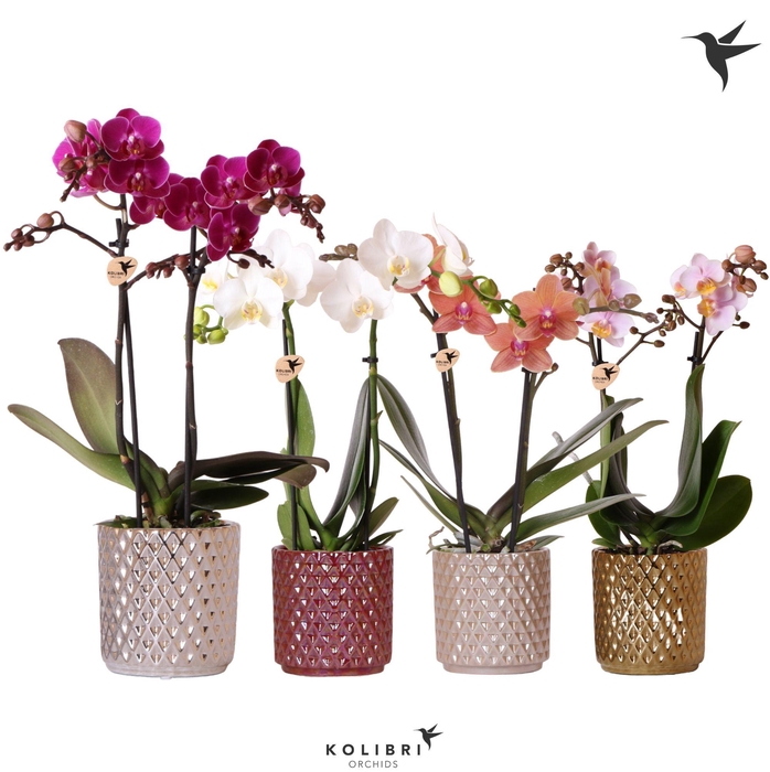 <h4>Kolibri Orchids Phalaenopsis mix 2 spike in Diamond pearl mix</h4>