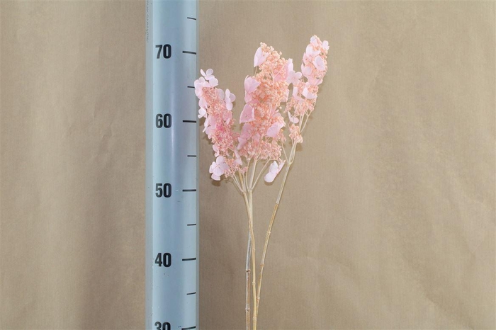 <h4>Japan Deco Hydr Noriutsugi Baby Pink 2 Pcs</h4>