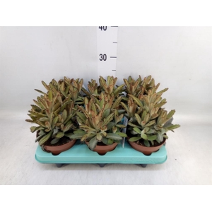 Kalanchoe NF   ...
