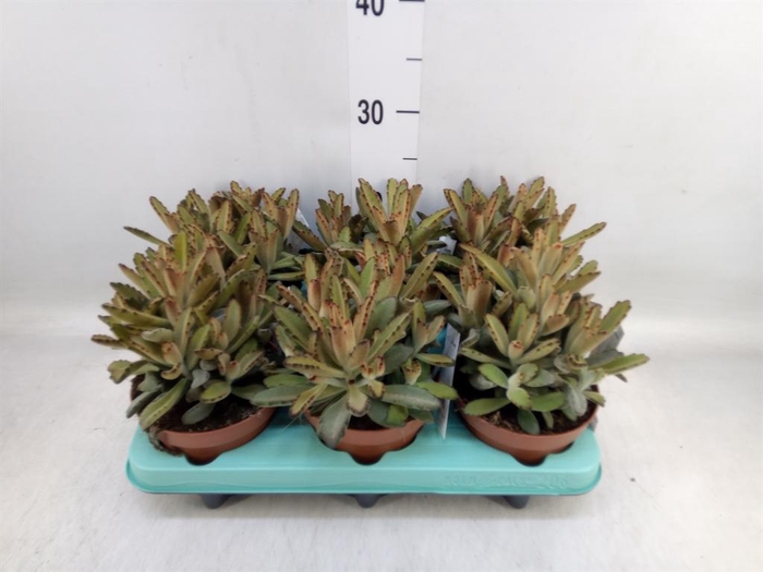 <h4>Kalanchoe NF   ...</h4>