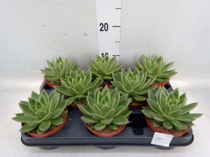 <h4>Echeveria  'Miranda'</h4>