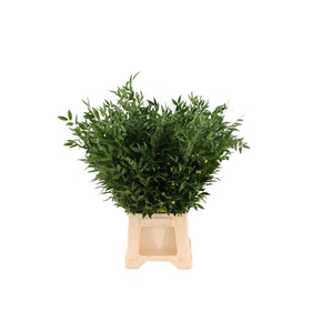 Ruscus Middel Italie