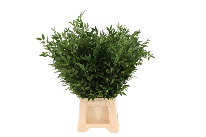 <h4>Ruscus Middel Italie</h4>