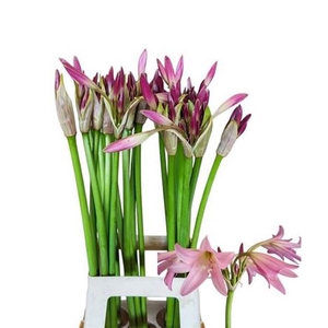 Crinum Powelii