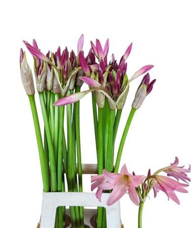 <h4>Crinum Powelii</h4>