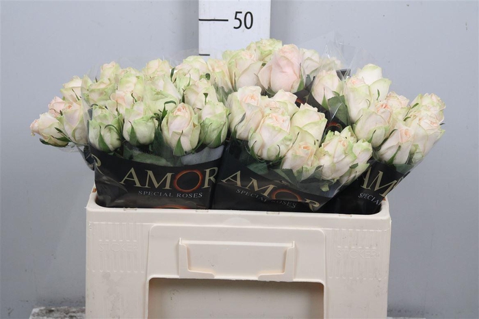 <h4>R Gr Wedding Rose</h4>