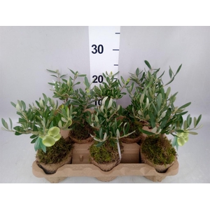 Arr.   Tuinplanten L%
