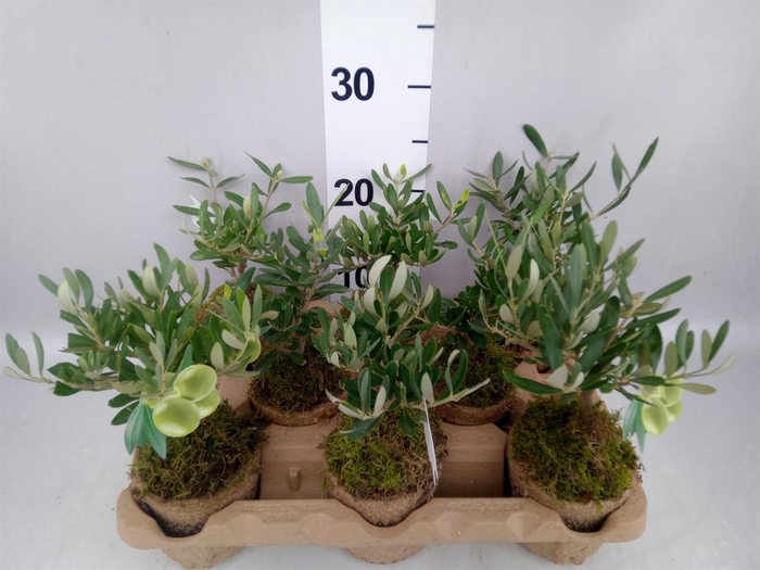 <h4>Arr.   Tuinplanten L%</h4>