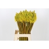 Kniphofia Eycone Yellow