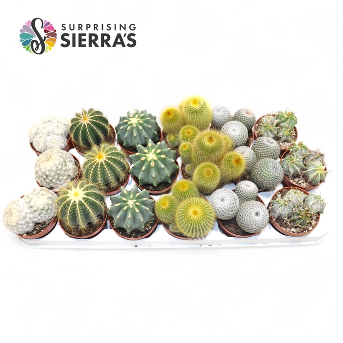 <h4>CACTUS GEM</h4>