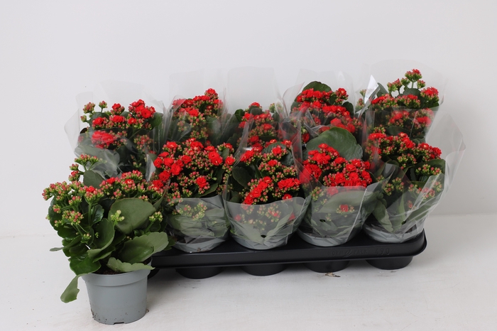 <h4>KAL GE RF NOELLE</h4>