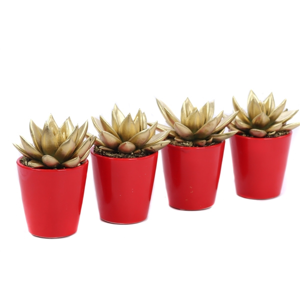 <h4>Echeveria goud rood konisch</h4>