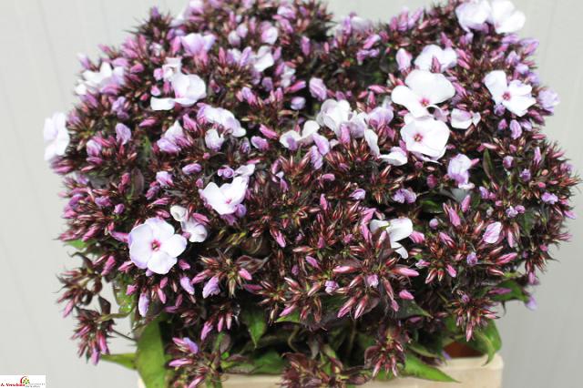 PHLOX P ICE CREAM