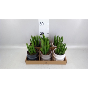 Stapelia leendertziae